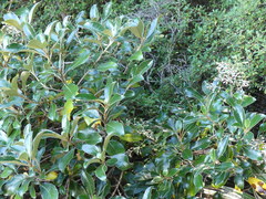 Brachyglottis buchananii