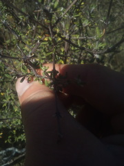 Olearia bullata