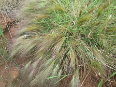 Aristida behriana