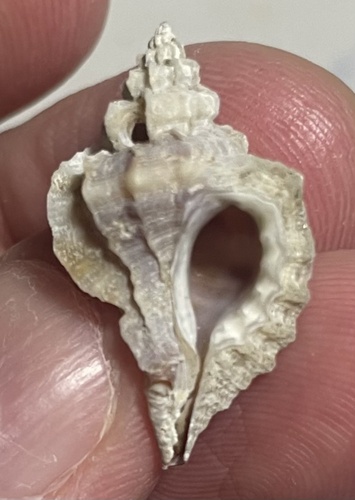Eupleura muriciformis