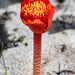 Haemanthus coccineus - Photo (c) magriet b, μερικά δικαιώματα διατηρούνται (CC BY-SA), uploaded by magriet b