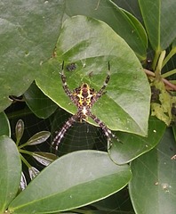 Argiope appensa