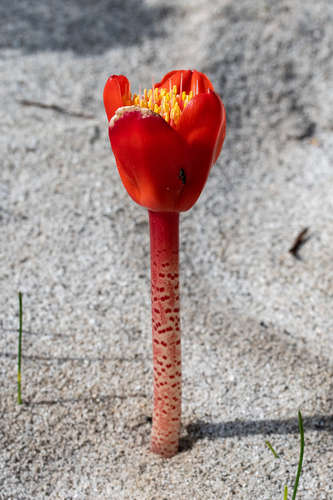 Haemanthus coccineus