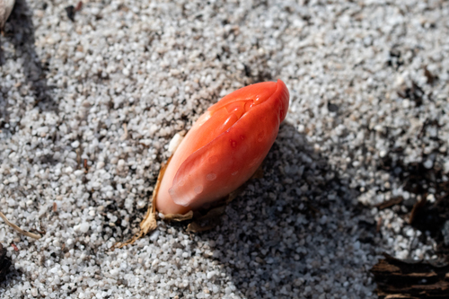 Haemanthus coccineus