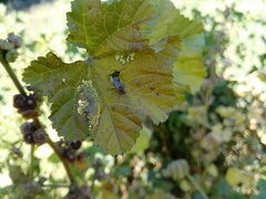 Hemiptera