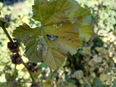 Hemiptera