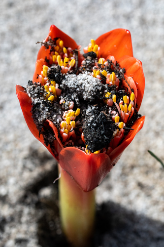 Haemanthus coccineus