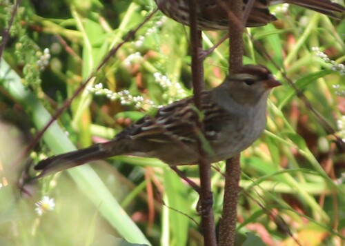 White-crowned Sparrow photographed in North Carolina