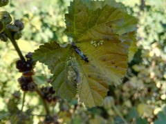 Hemiptera