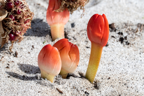 Haemanthus coccineus