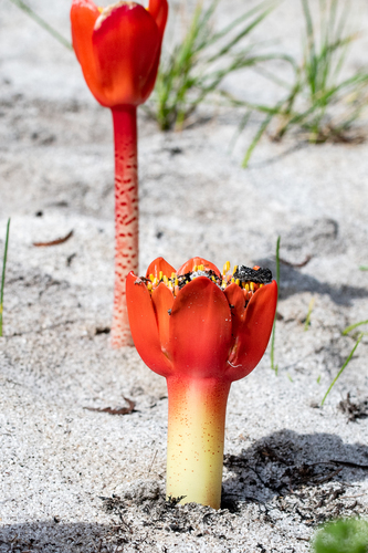 Haemanthus coccineus