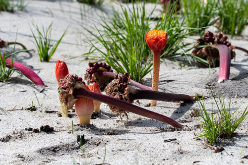 Haemanthus coccineus