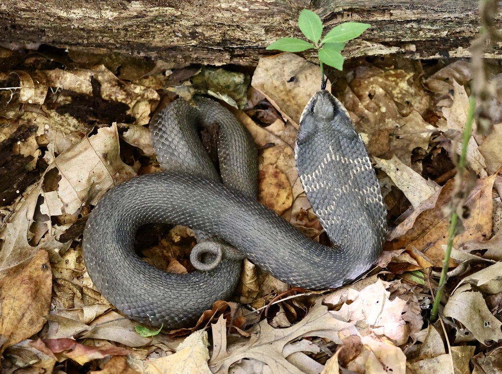 Eastern Hognose Snake from Wildwood, Toledo, OH 43615, USA on October 1 ...