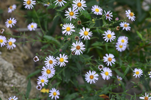 Symphyotrichum greatae, photograph 6