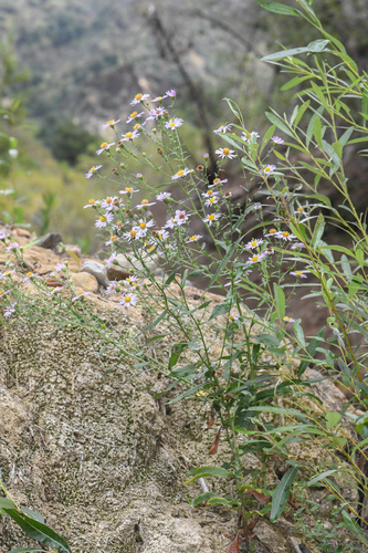 Symphyotrichum greatae, photograph 5