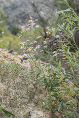 (c) Trevor Van Loon, some rights reserved (CC BY) Symphyotrichum greatae, photograph (c) Trevor Van Loon, some rights reserved (CC BY)