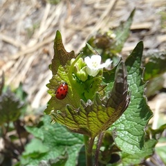 Gonioctena fornicata