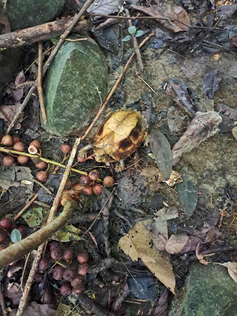 Jagged-shelled Turtle in October 2023 by Luan Mai Sy. Picture taken by ...