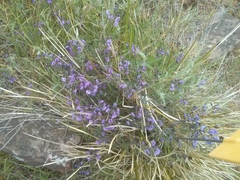 Glycine rubiginosa