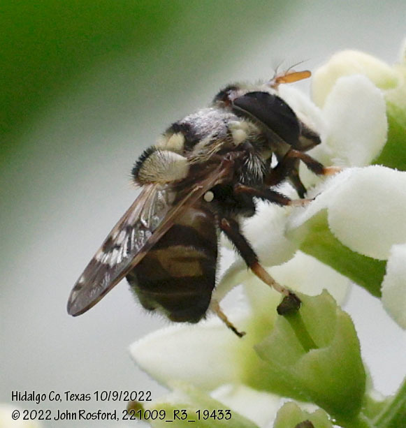 Woolly Bromeliad Fly