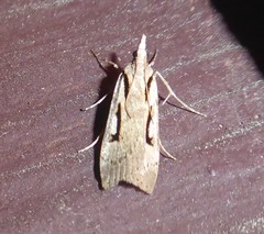 Scoparia rotuella