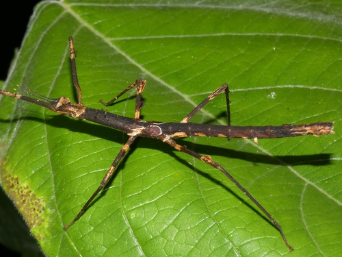Crowned Stick Insect photo 2