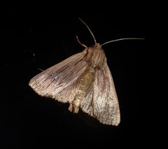 Ichneutica steropastis
