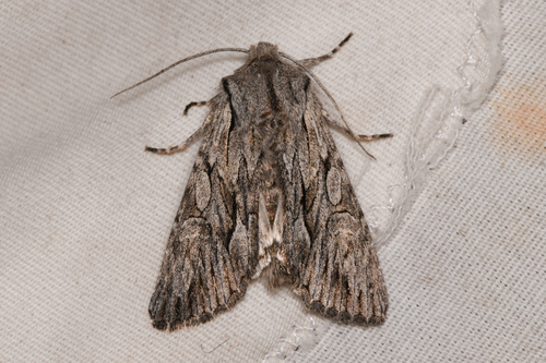 Dark Grey Fishia Moth photo 3