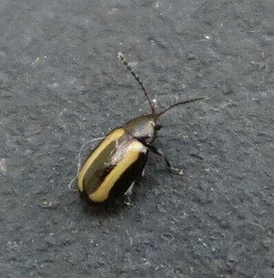 Small Striped Flea Beetle