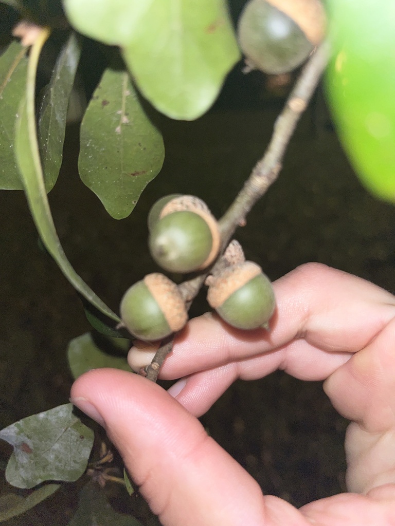 oaks from Rose Ave, Wilmington, NC, US on October 1, 2023 at 1126 PM by jordan123kennedy