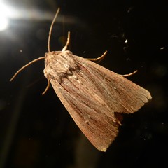 Ichneutica steropastis