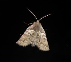 Declana griseata