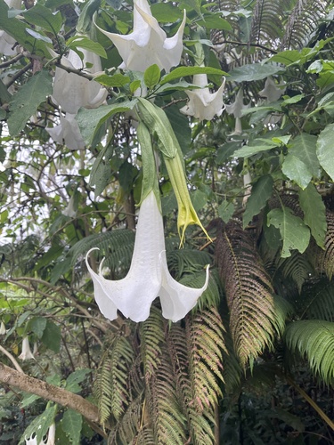 Brugmansia arborea, 2023-10-01