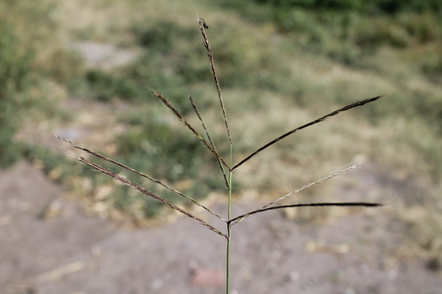 buryseed umbrellagrass (Enteropogon chlorideus)