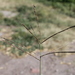 Tetrapogon chlorideus - Photo (c) jcdelgado, some rights reserved (CC BY-NC)