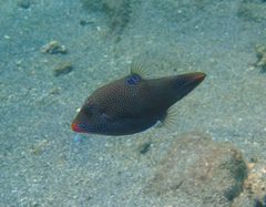 Canthigaster papua