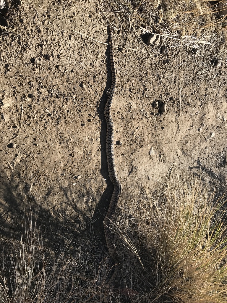 Gopher Snake from School St, Wenatchee, WA, US on October 1, 2023 at 09 ...