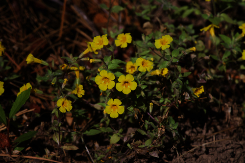 Image of Erythranthe arenaria by (c) Arvel Hernandez, some rights reserved (CC BY)