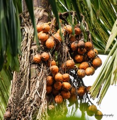 Areca catechu