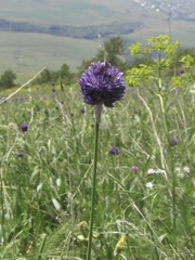 Allium aucheri
