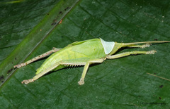 Onomarchus uninotatus