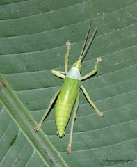 Onomarchus uninotatus