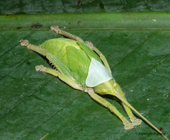 Onomarchus uninotatus