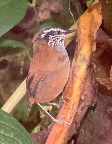 Grey-breasted Wood-wren
