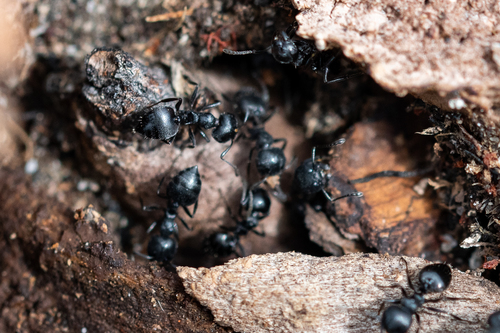 Black Cocktail Ant photo 4
