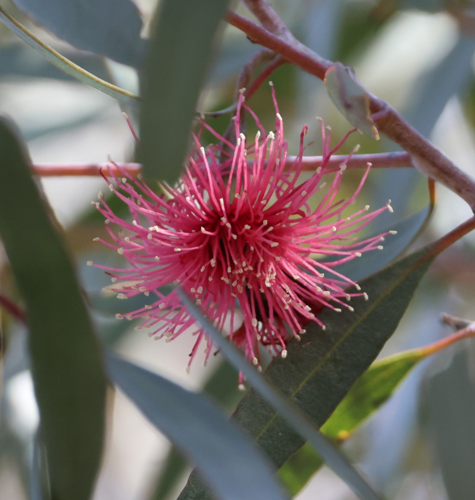 Eucalyptus erythronema, 2023-09-12