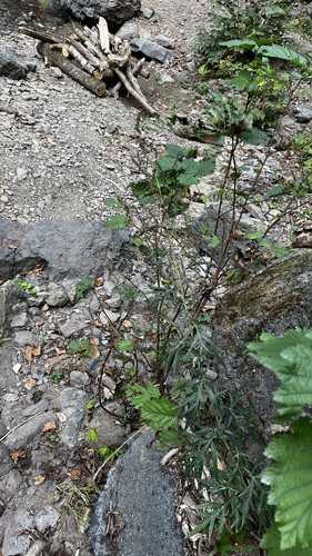 Artemisia rubripes iNat (3)