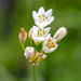 Nothoscordum × borbonicum - Photo (c) magriet b,  זכויות יוצרים חלקיות (CC BY-SA), הועלה על ידי magriet b