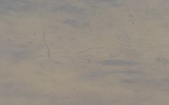 Cyprinodon variegatus