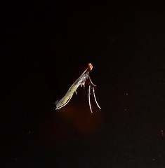 Caloptilia azaleella